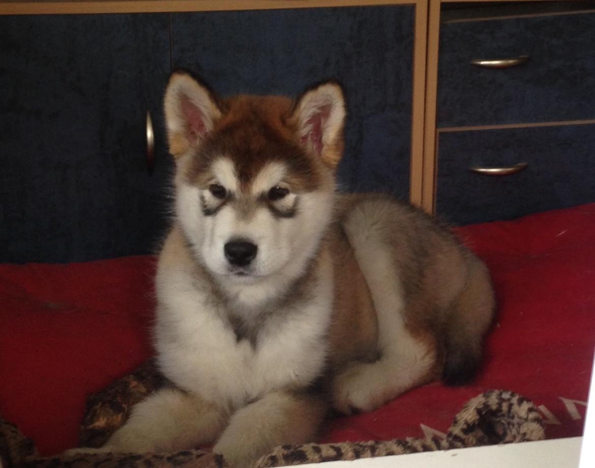 Alaskan malamute F' FIRE IN PAWS Srebrny Kiel  billede 13