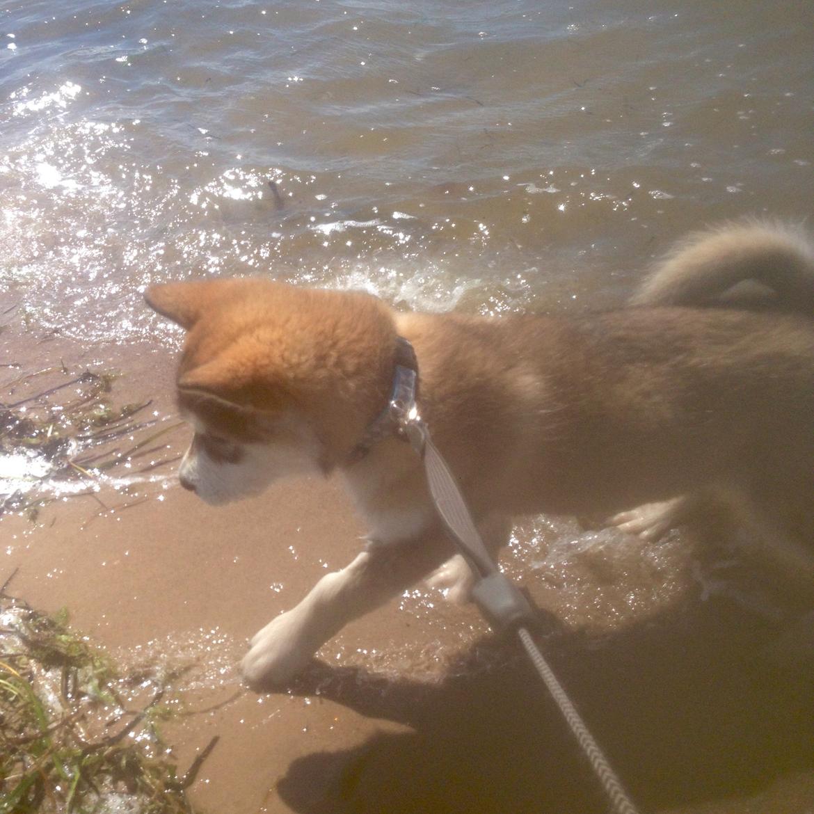 Alaskan malamute F' FIRE IN PAWS Srebrny Kiel  billede 14