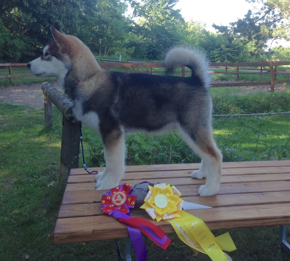 Alaskan malamute F' FIRE IN PAWS Srebrny Kiel  billede 15