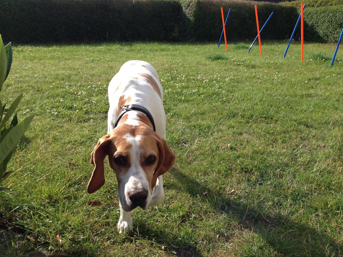 Pointer Oksby Lucca - August 2015.  billede 25