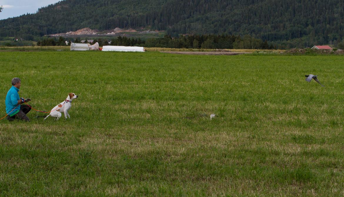 Pointer Tundra - Juli 2015 - På duetrening for første gang billede 23