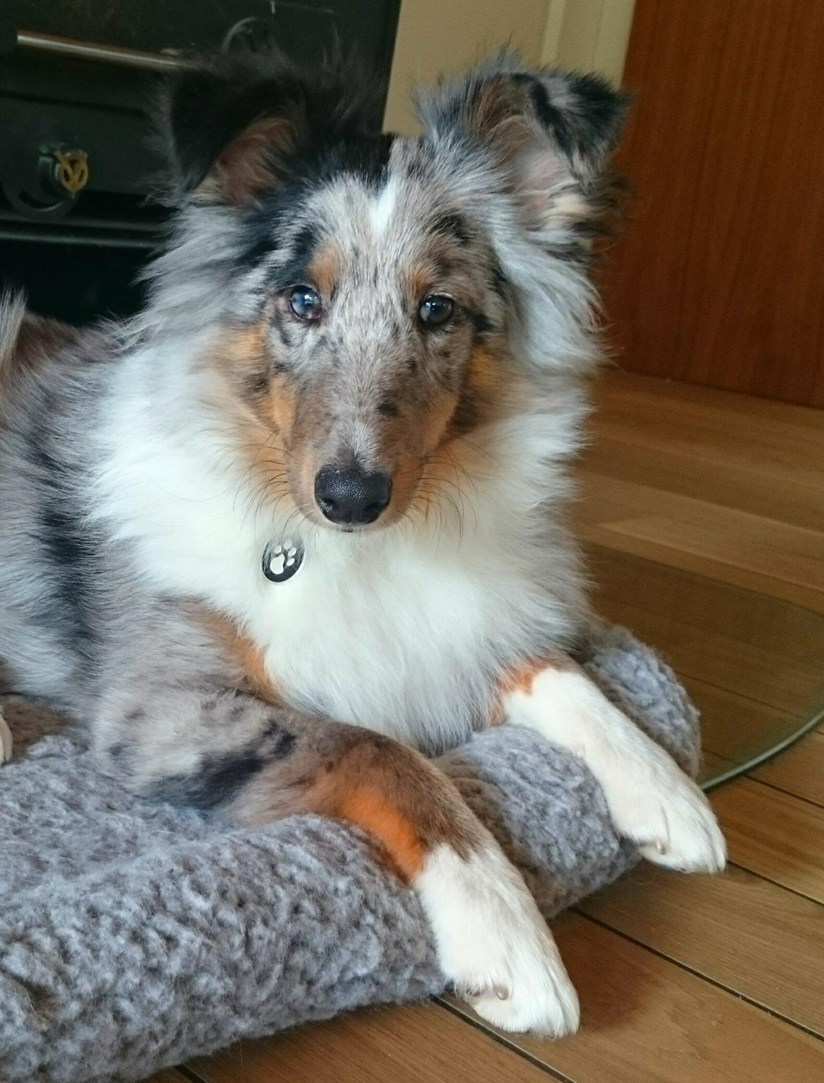 Shetland sheepdog Catalba's Kenya  billede 3