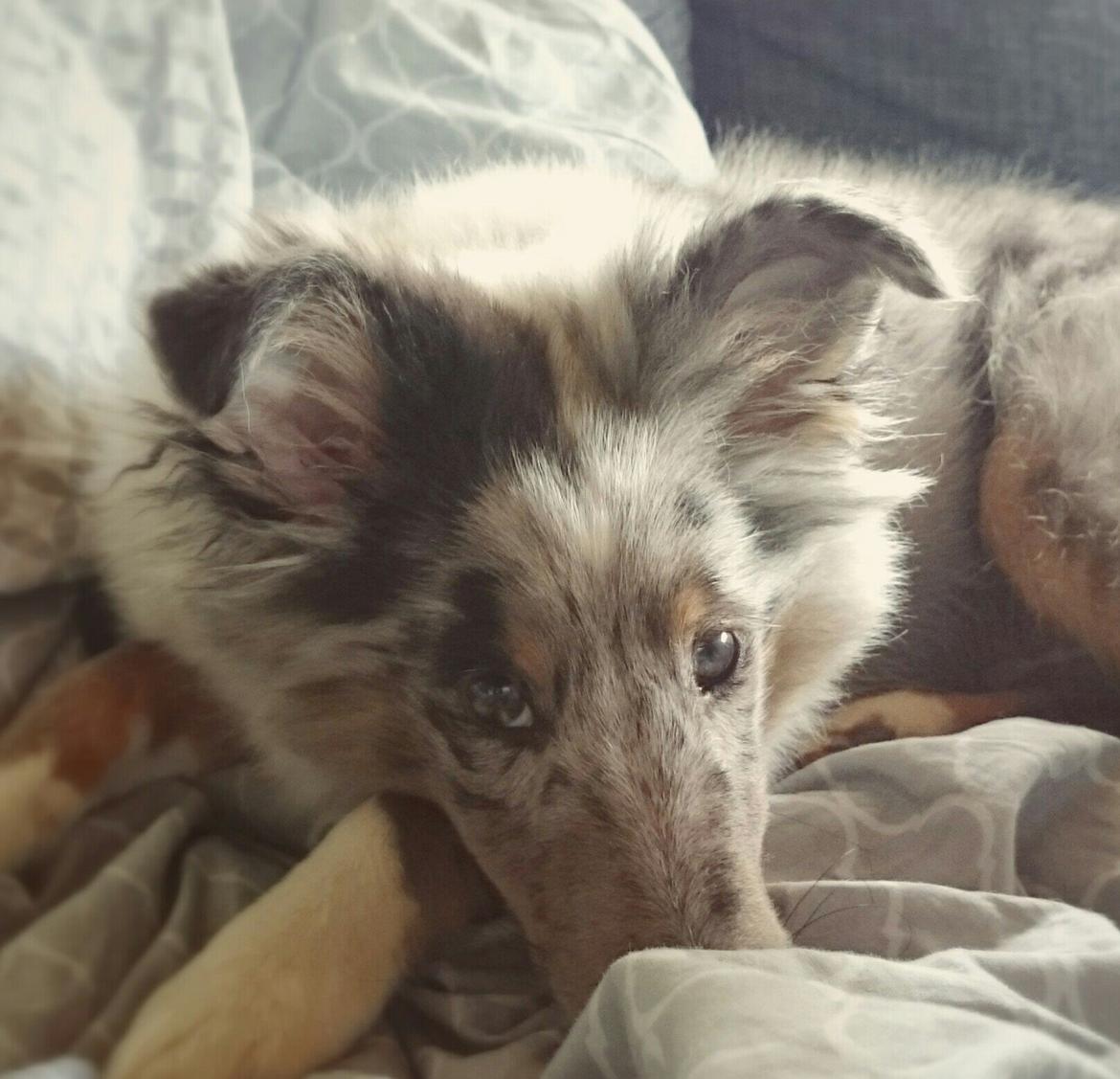 Shetland sheepdog Catalba's Kenya  billede 7