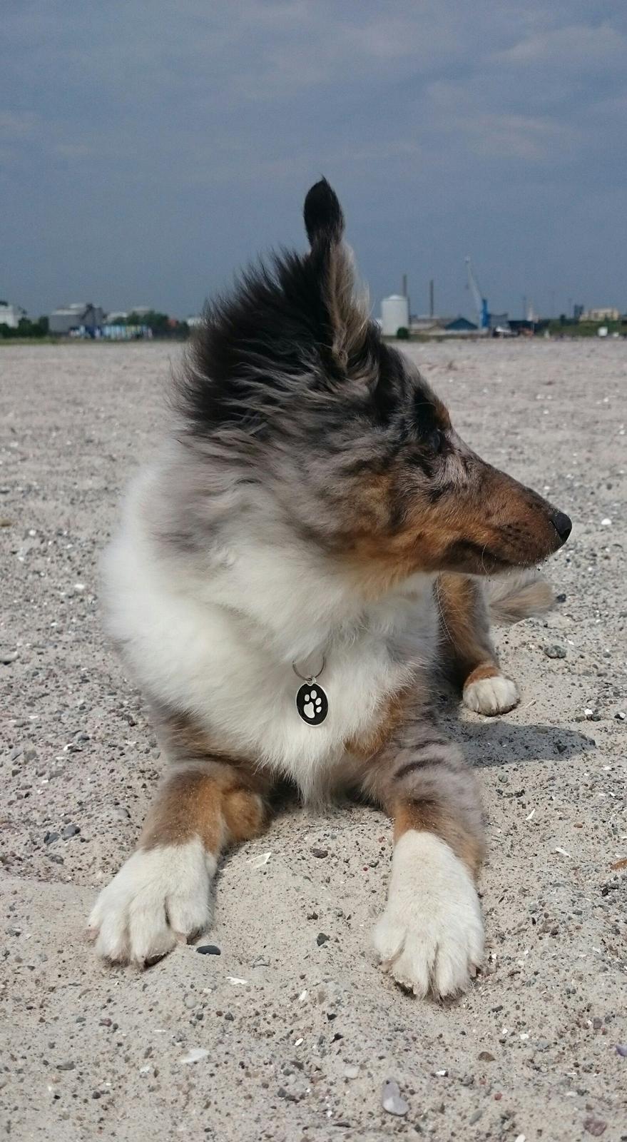 Shetland sheepdog Catalba's Kenya  billede 5