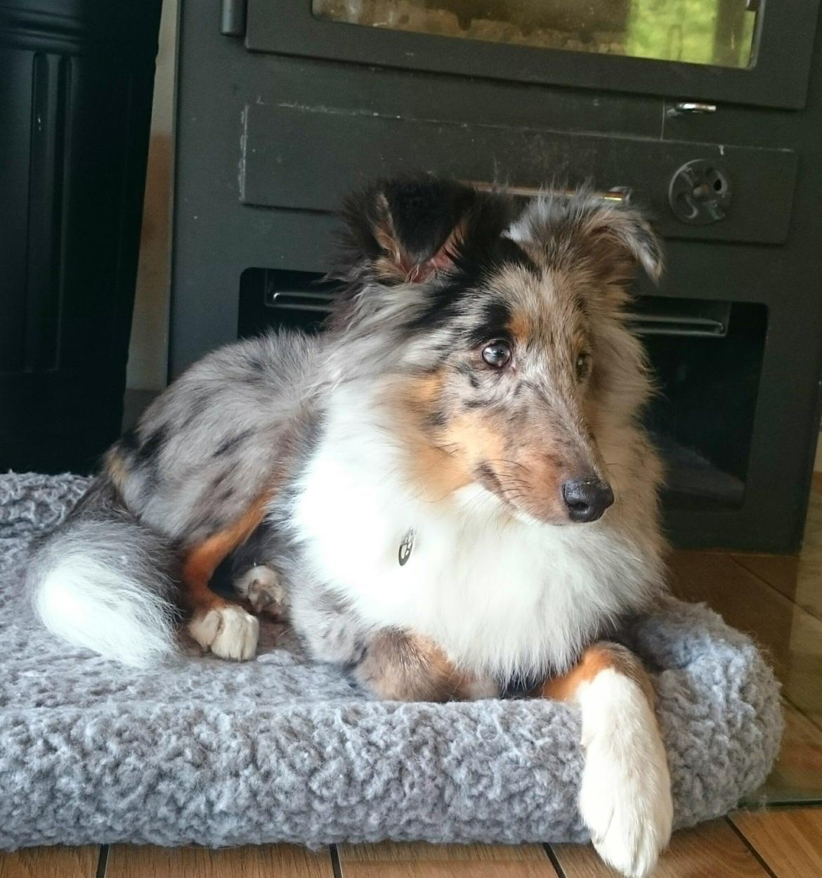 Shetland sheepdog Catalba's Kenya  billede 1