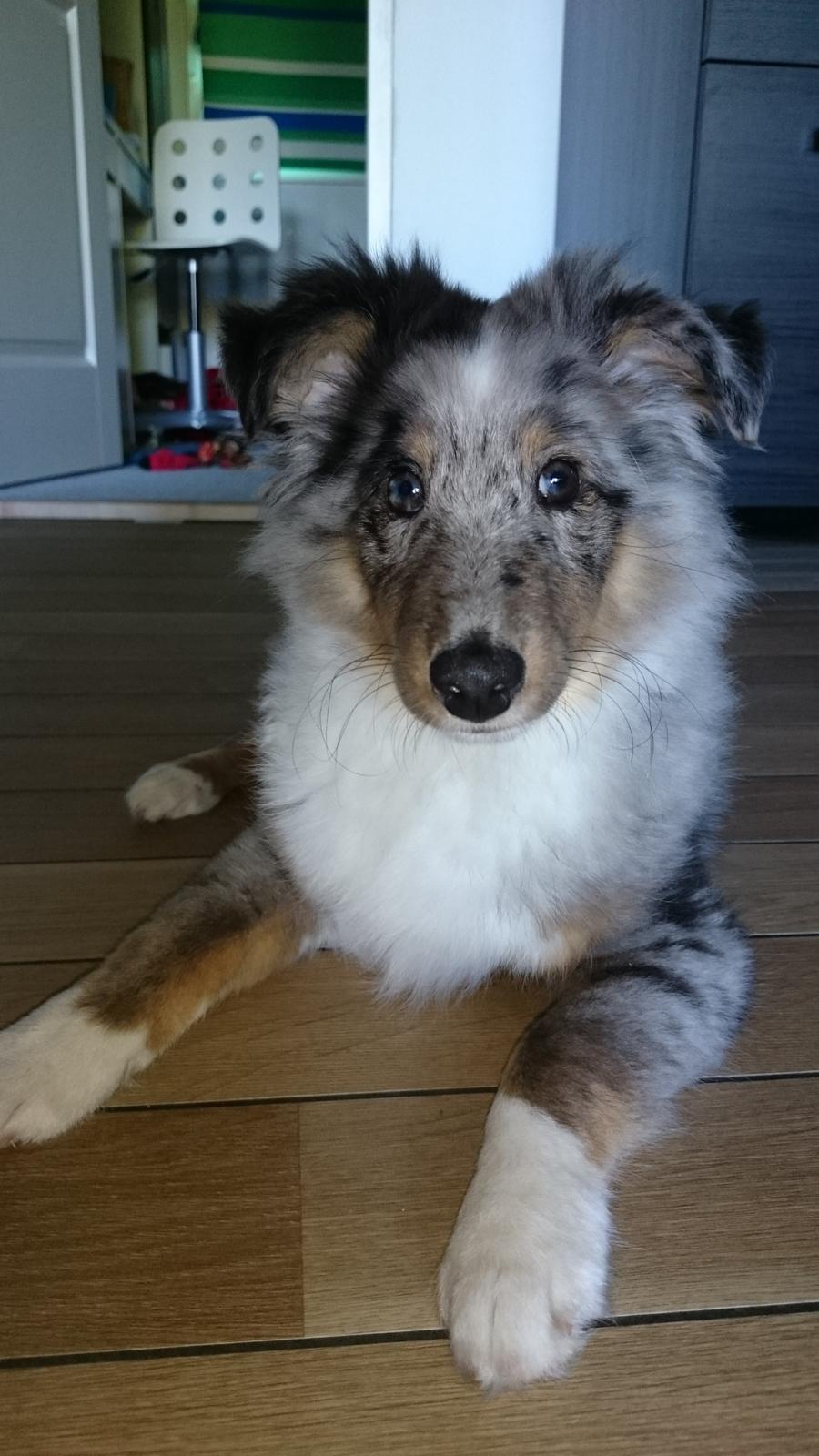 Shetland sheepdog Catalba's Kenya  billede 8