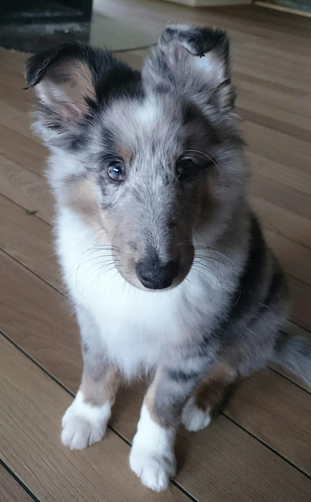 Shetland sheepdog Catalba's Kenya  billede 9