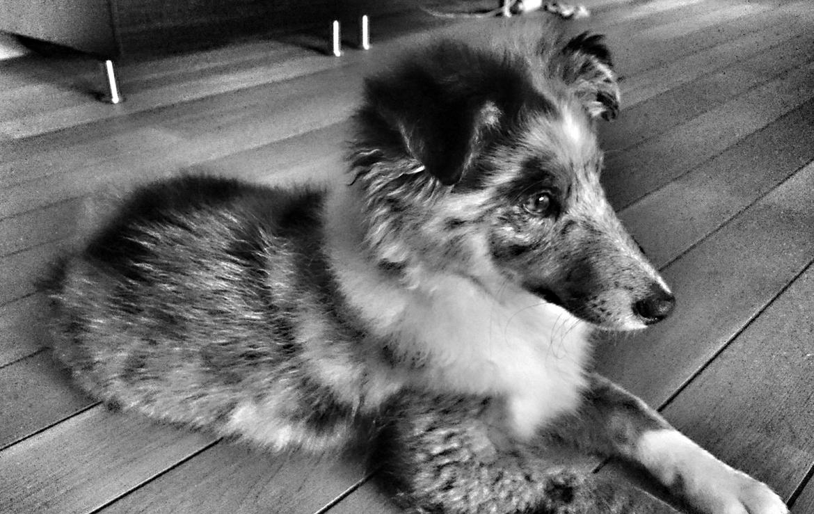 Shetland sheepdog Catalba's Kenya  billede 4