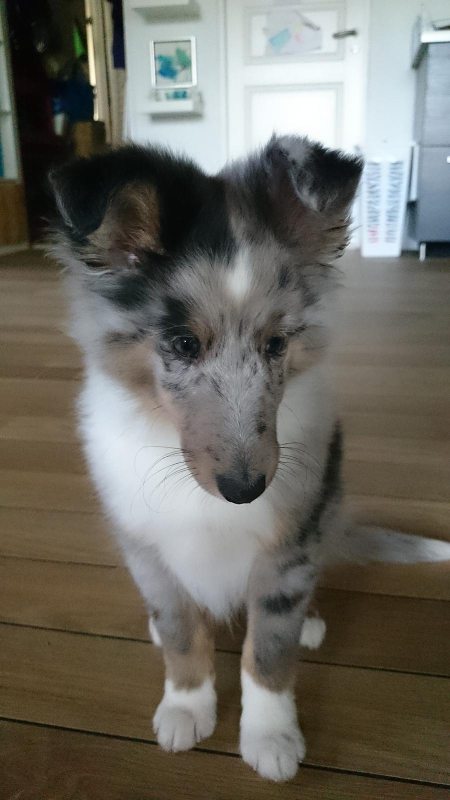 Shetland sheepdog Catalba's Kenya  billede 11