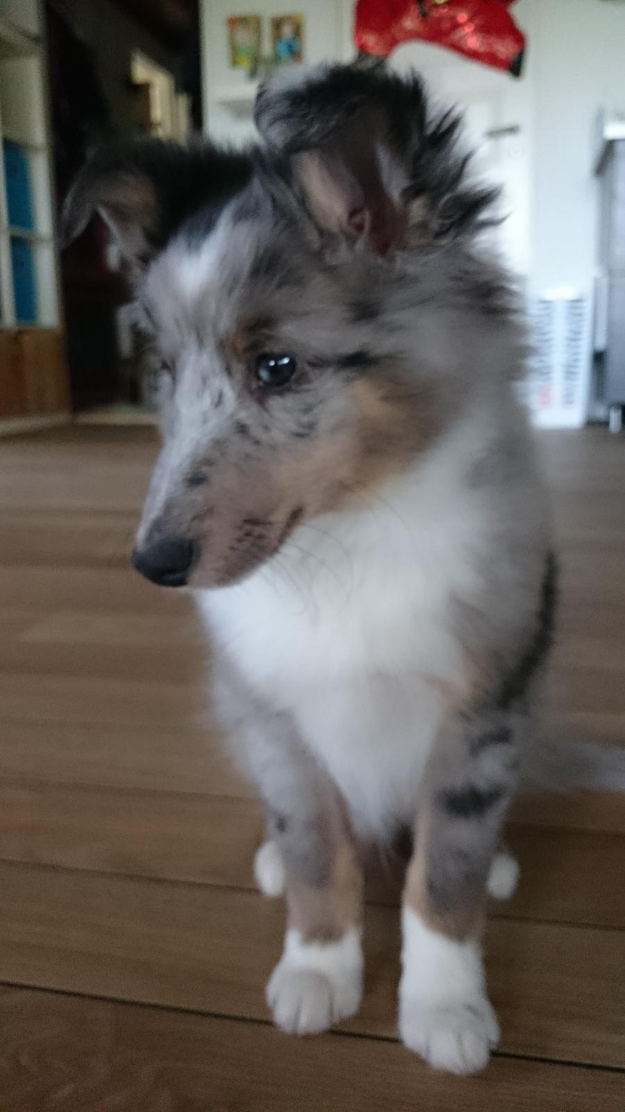 Shetland sheepdog Catalba's Kenya  billede 10