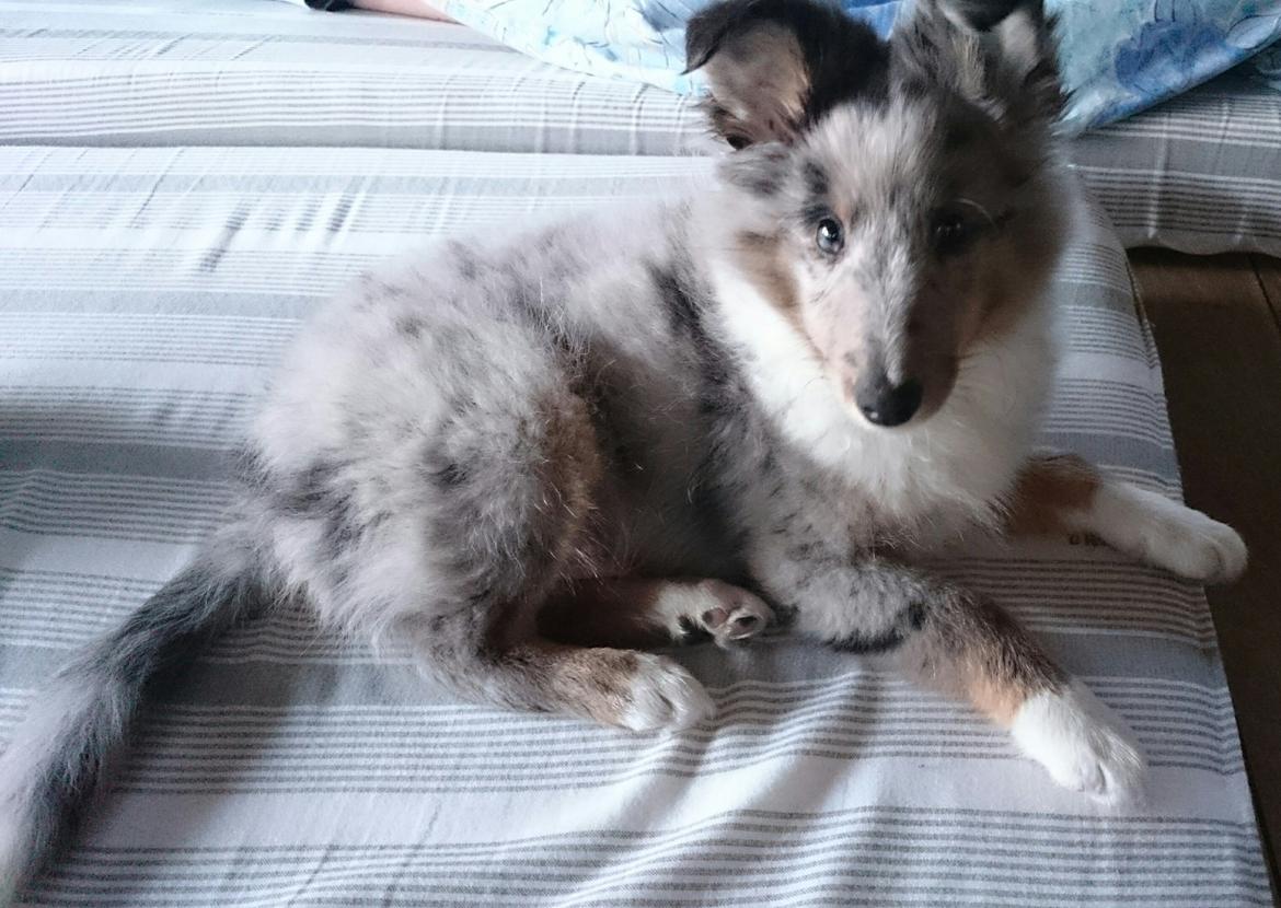 Shetland sheepdog Catalba's Kenya  billede 12