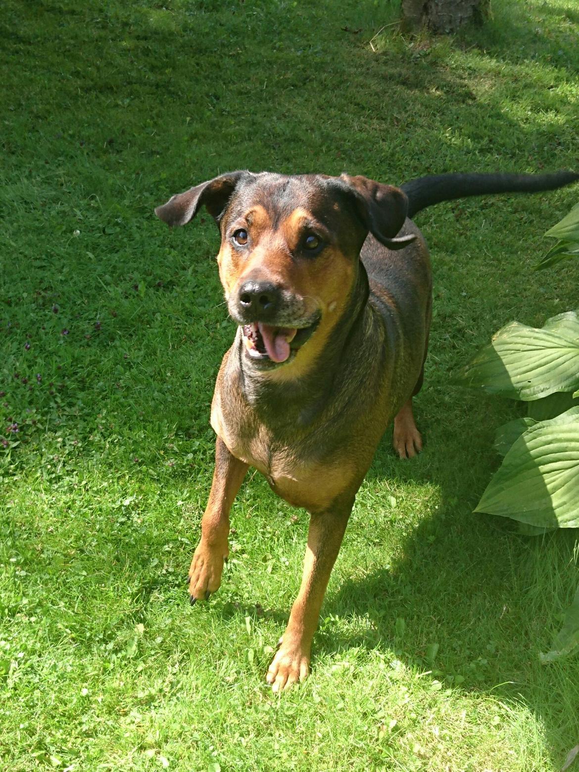 Blanding af racer Quila billede 2