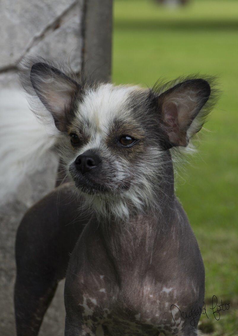 Blanding af racer Magda the svin billede 2