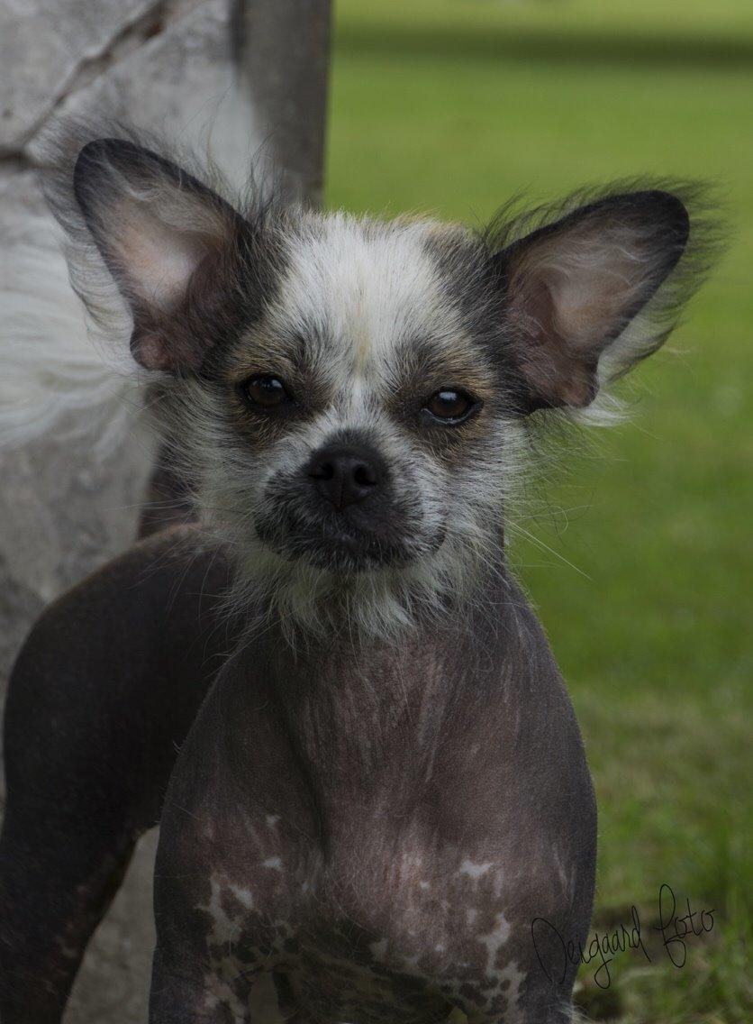 Blanding af racer Magda the svin billede 1