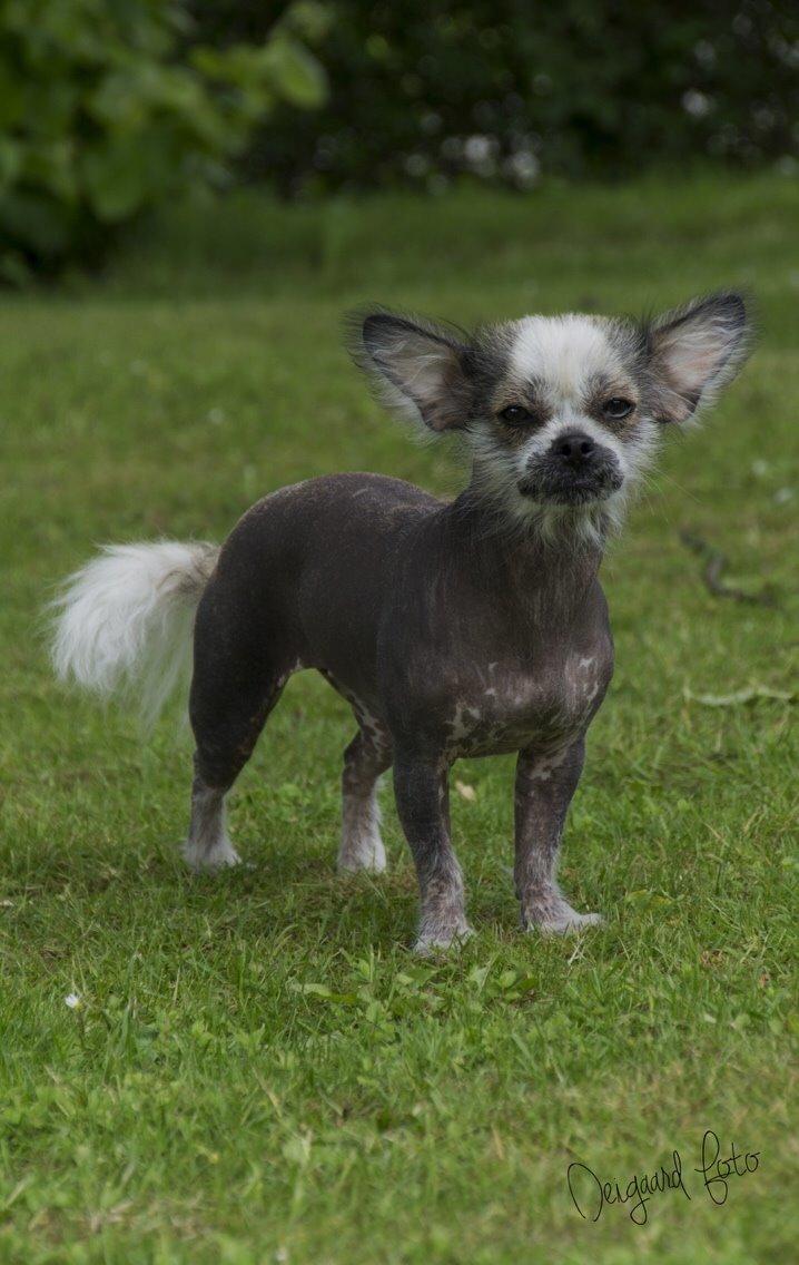 Blanding af racer Magda the svin billede 3