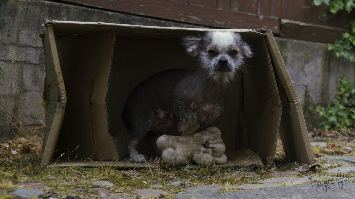 Blanding af racer Magda the svin billede 4