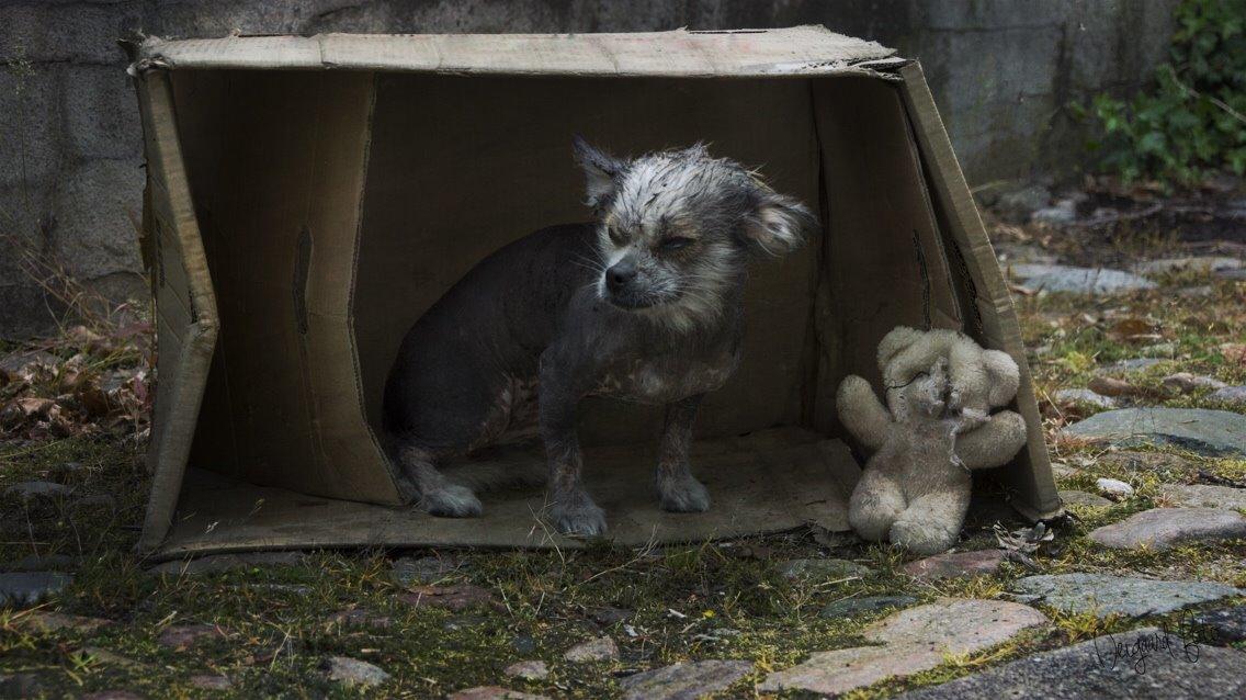 Blanding af racer Magda the svin billede 5