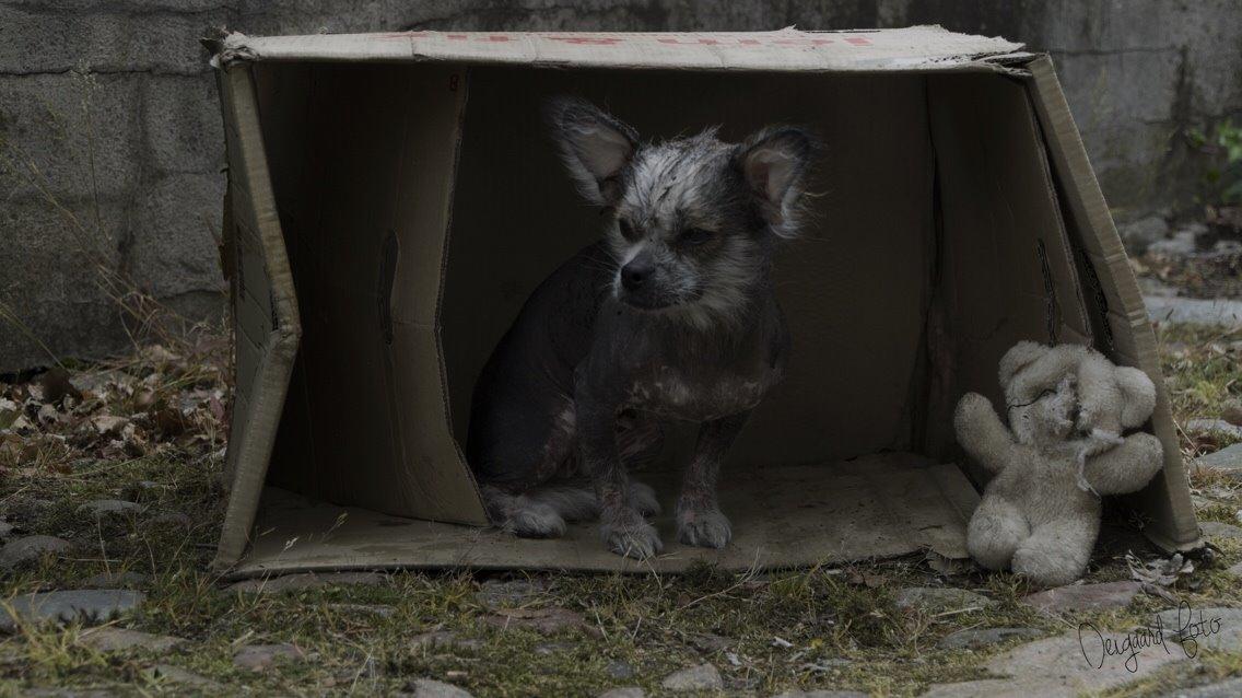 Blanding af racer Magda the svin billede 7