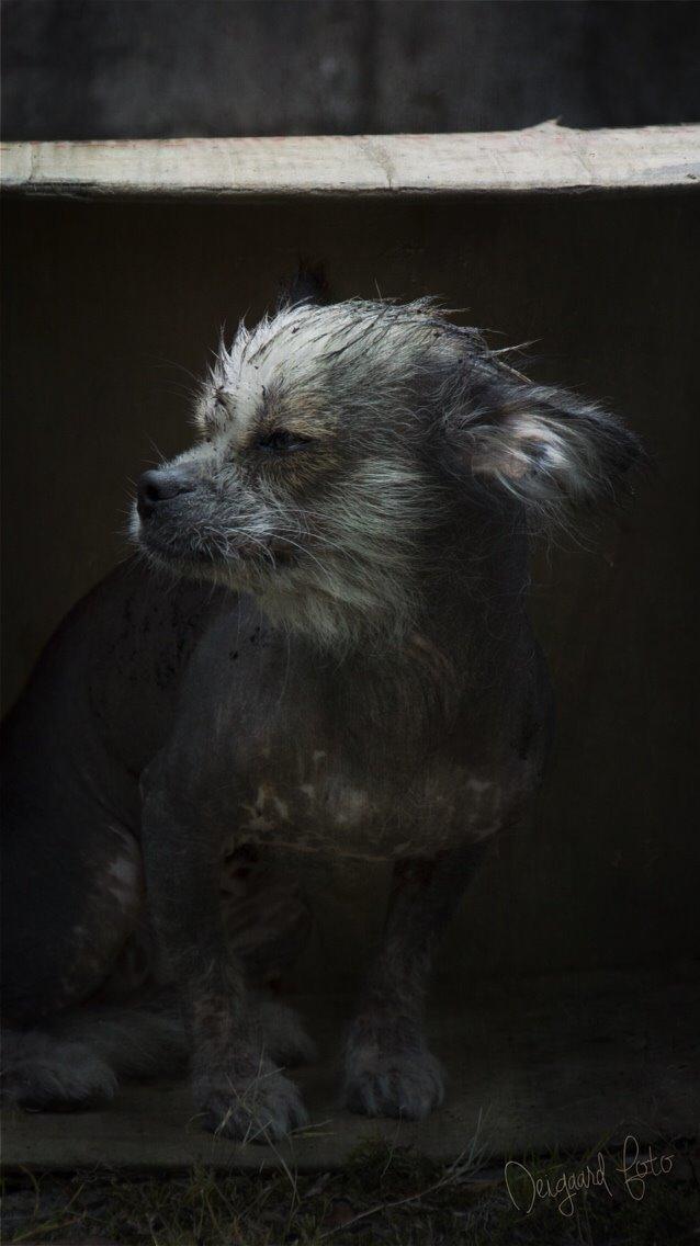 Blanding af racer Magda the svin billede 6