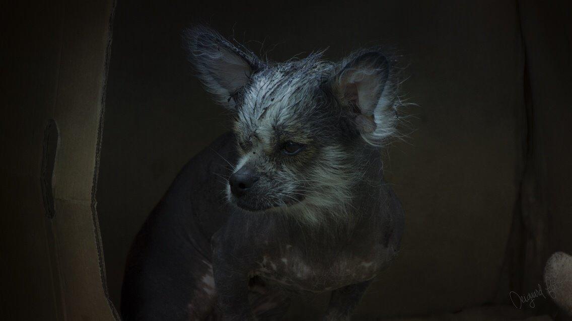 Blanding af racer Magda the svin billede 8