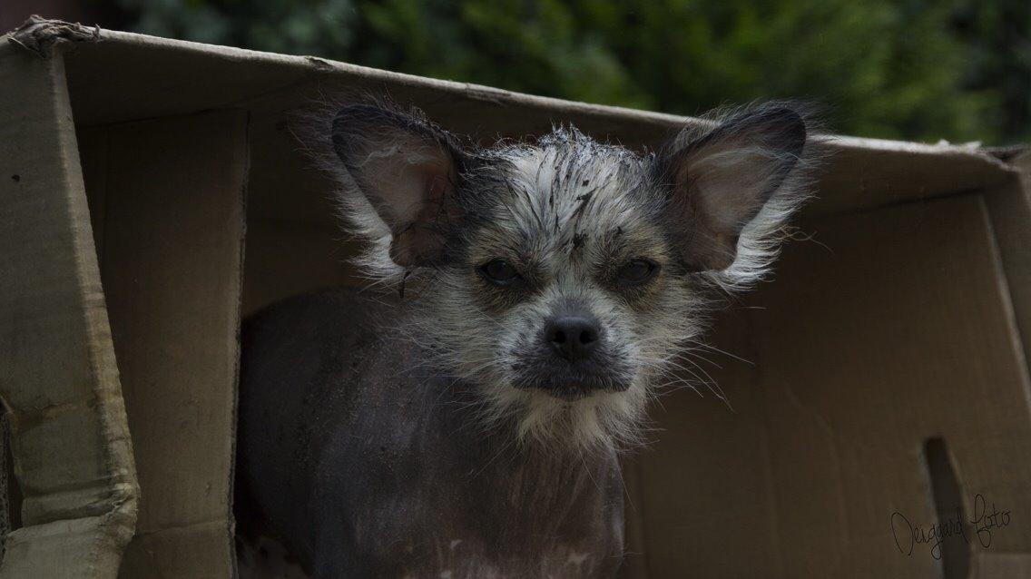 Blanding af racer Magda the svin billede 10