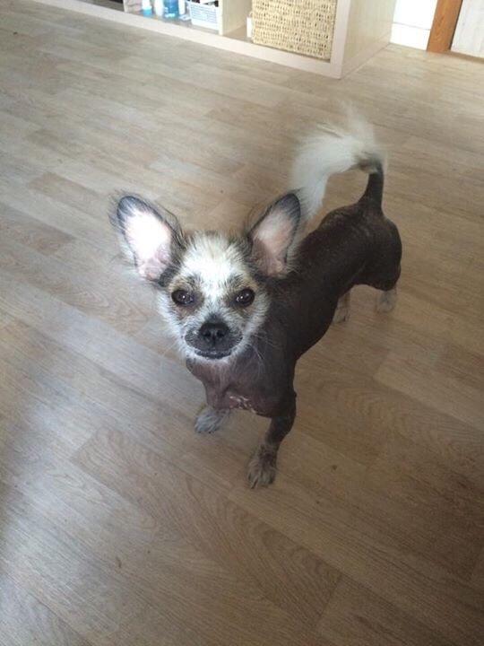 Blanding af racer Magda the svin billede 11