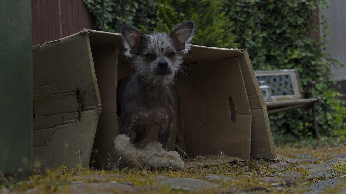 Blanding af racer Magda the svin billede 9