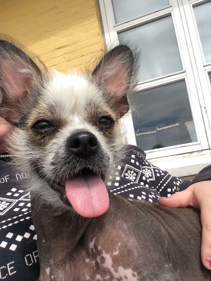 Blanding af racer Magda the svin billede 12