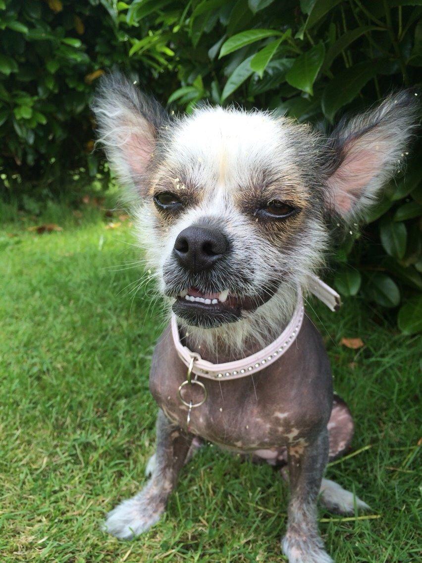 Blanding af racer Magda the svin billede 14