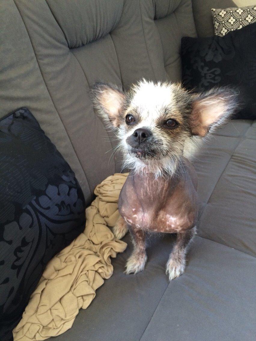 Blanding af racer Magda the svin billede 13