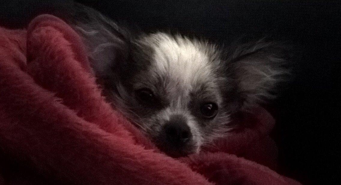 Blanding af racer Magda the svin billede 15