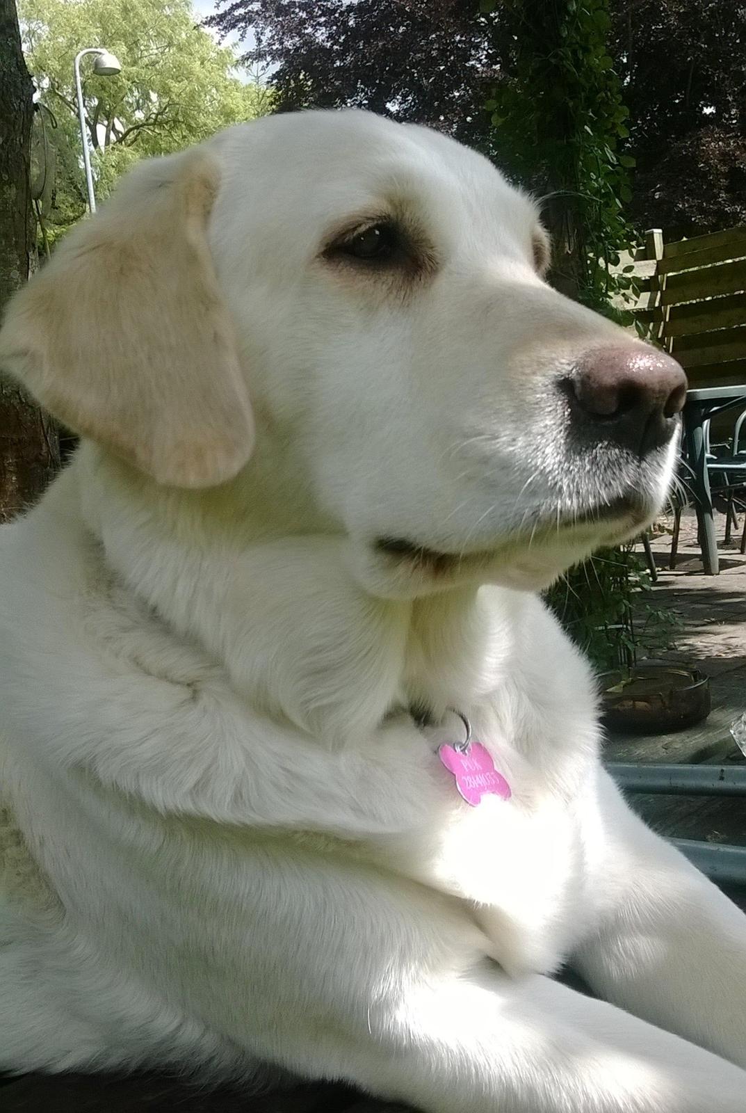 Blanding af racer †Puk† billede 42