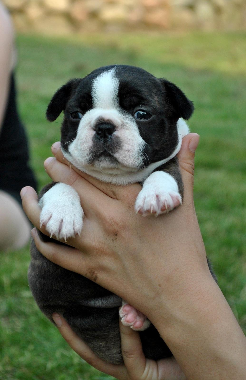 Boston terrier Dream of Jana vom Greifenring billede 14