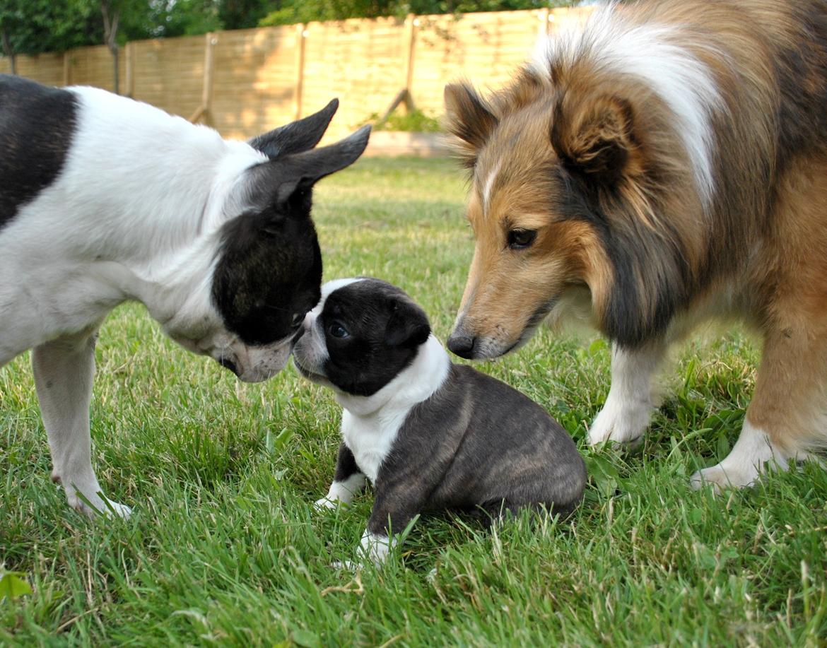 Boston terrier Dream of Jana vom Greifenring billede 16