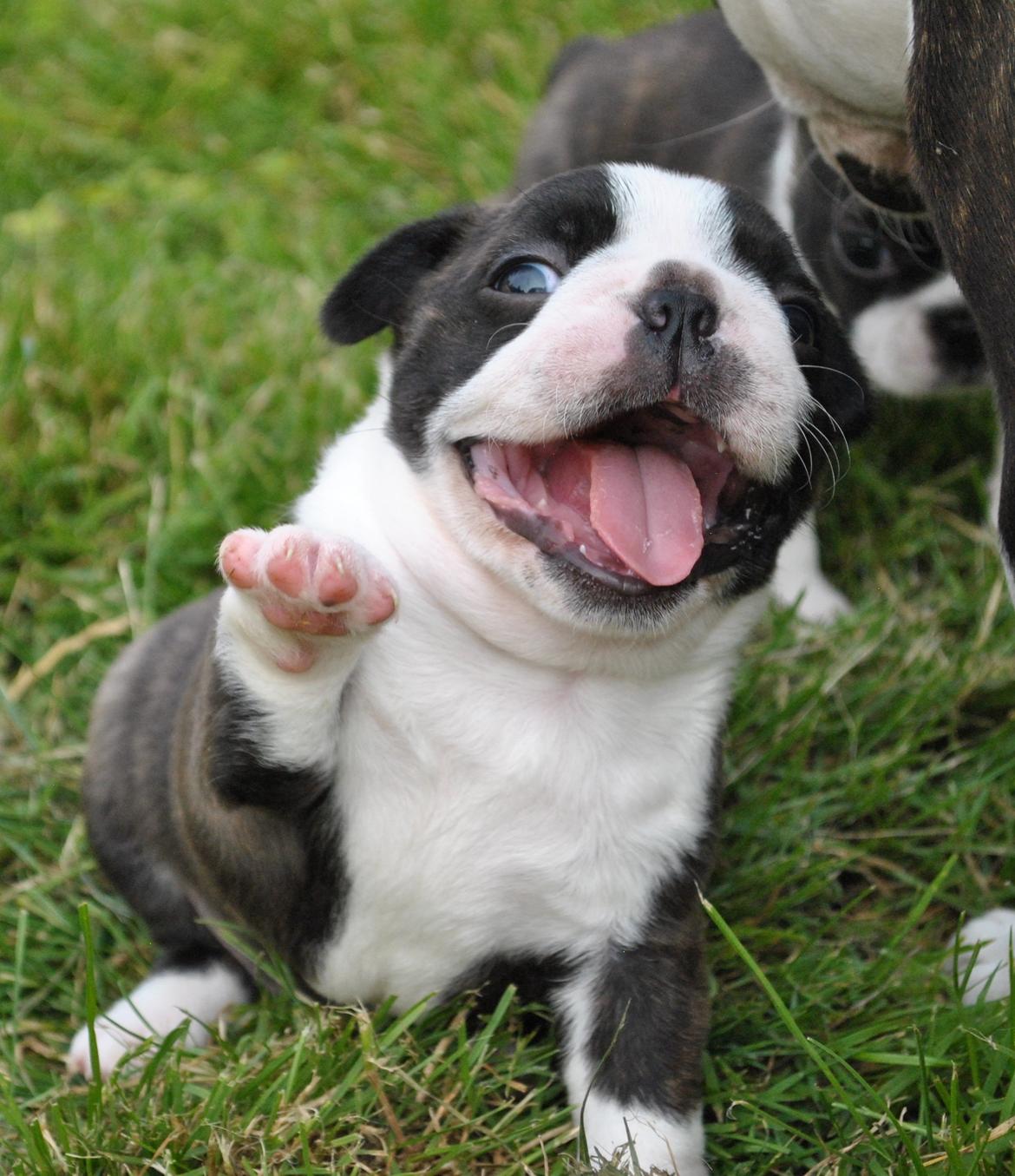 Boston terrier Dream of Jana vom Greifenring billede 17