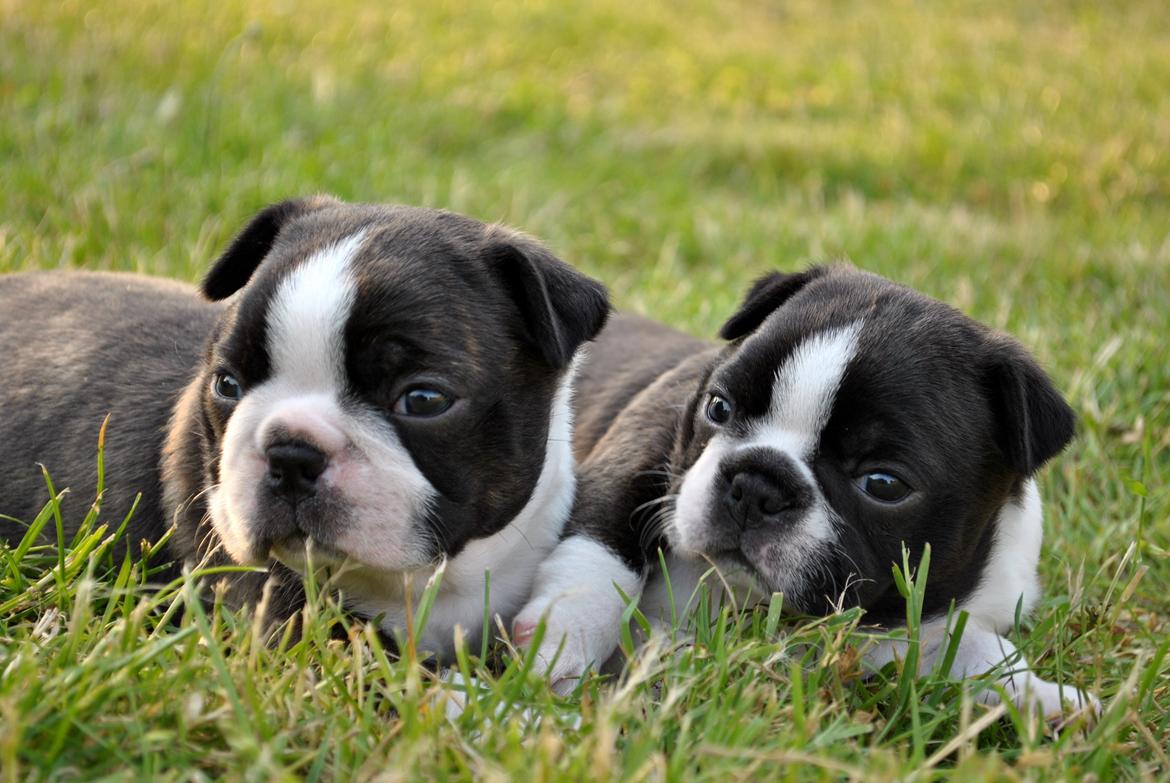 Boston terrier Dream of Jana vom Greifenring billede 18