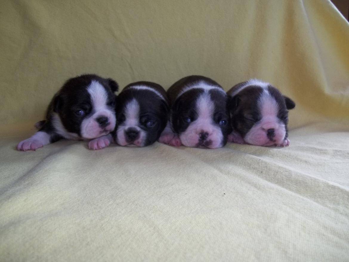 Boston terrier Dream of Jana vom Greifenring billede 19