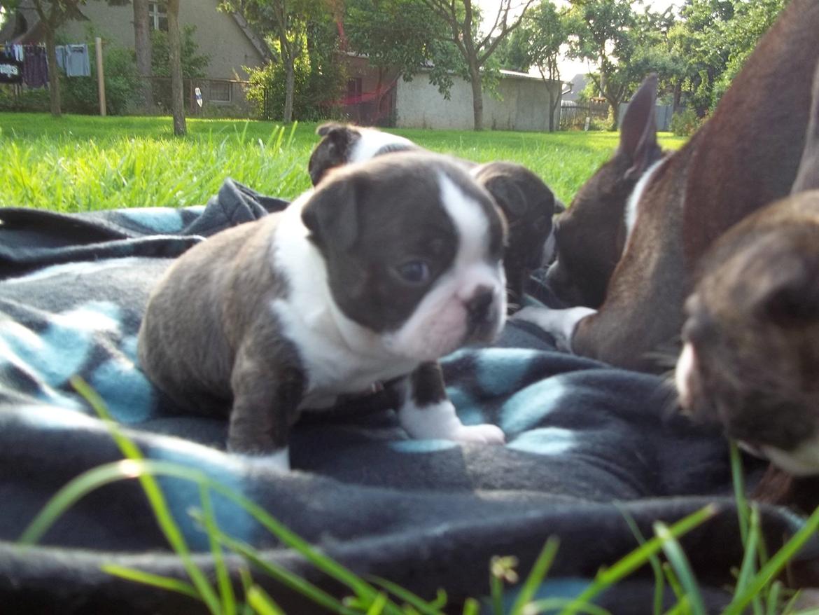 Boston terrier Dream of Jana vom Greifenring billede 20