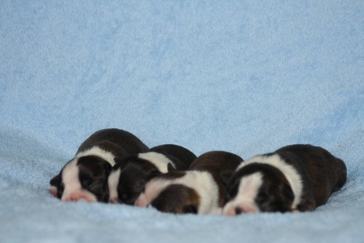 Boston terrier Dream of Jana vom Greifenring billede 21