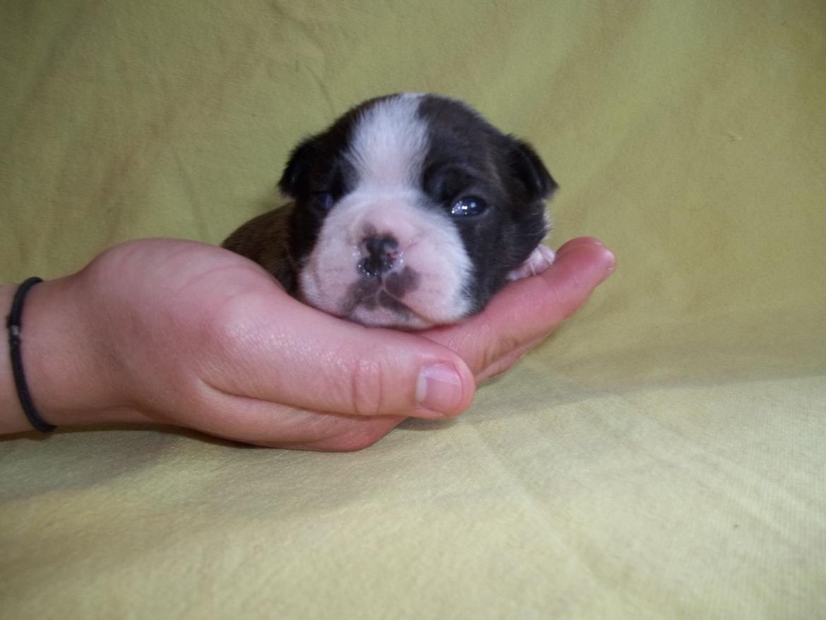 Boston terrier Dream of Jana vom Greifenring billede 22