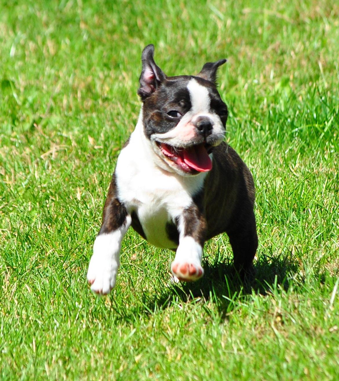 Boston terrier Dream of Jana vom Greifenring billede 10