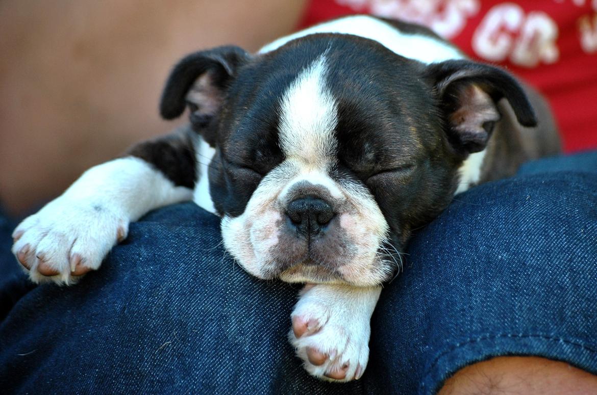 Boston terrier Dream of Jana vom Greifenring billede 13