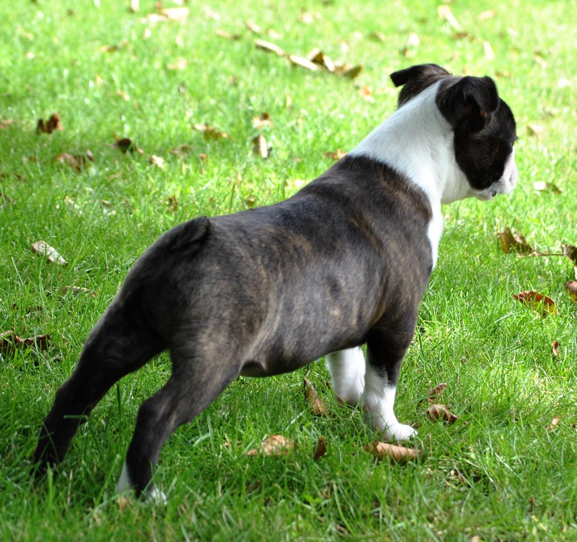 Boston terrier Dream of Jana vom Greifenring billede 11