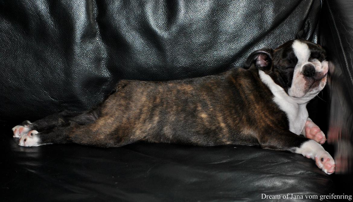 Boston terrier Dream of Jana vom Greifenring billede 12