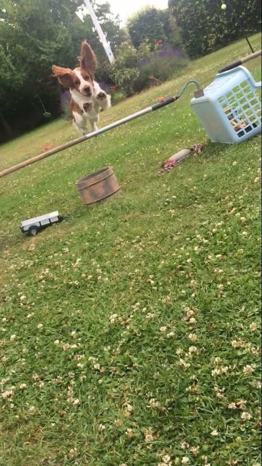 Welsh springer spaniel ELEGANCE ( NALA ) - DUMPO I AKTION!!! ( Ørerne ) billede 10