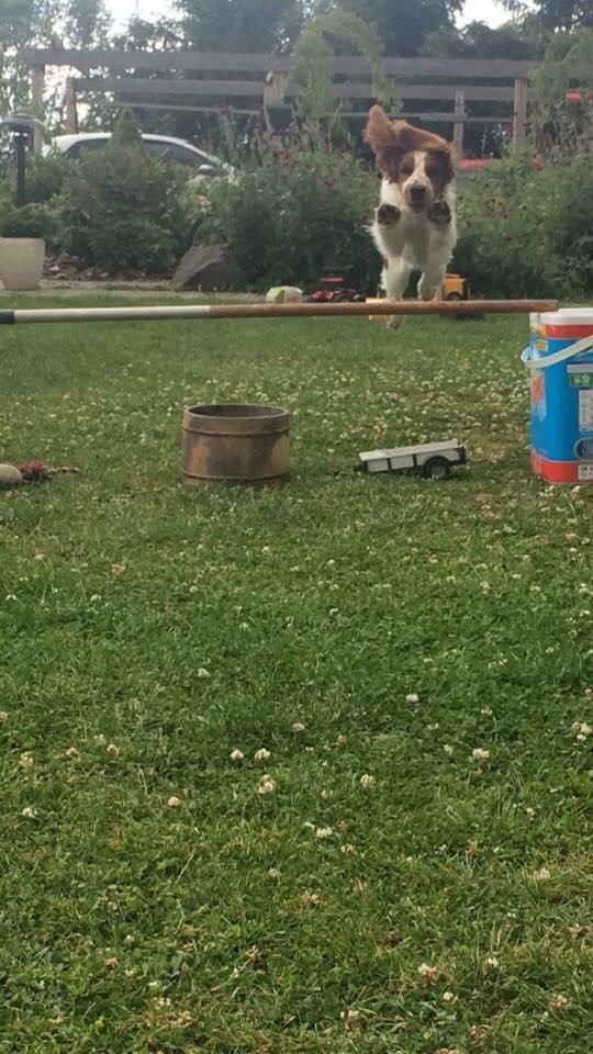 Welsh springer spaniel ELEGANCE ( NALA ) billede 11