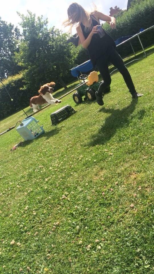 Welsh springer spaniel ELEGANCE ( NALA ) - Søster med Nala pigen.! billede 15