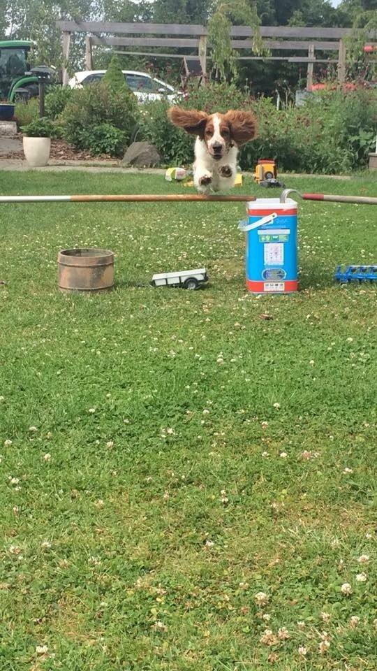 Welsh springer spaniel ELEGANCE ( NALA ) billede 16