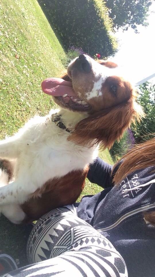 Welsh springer spaniel ELEGANCE ( NALA ) - Mig og min bedste ven!❤️ billede 14