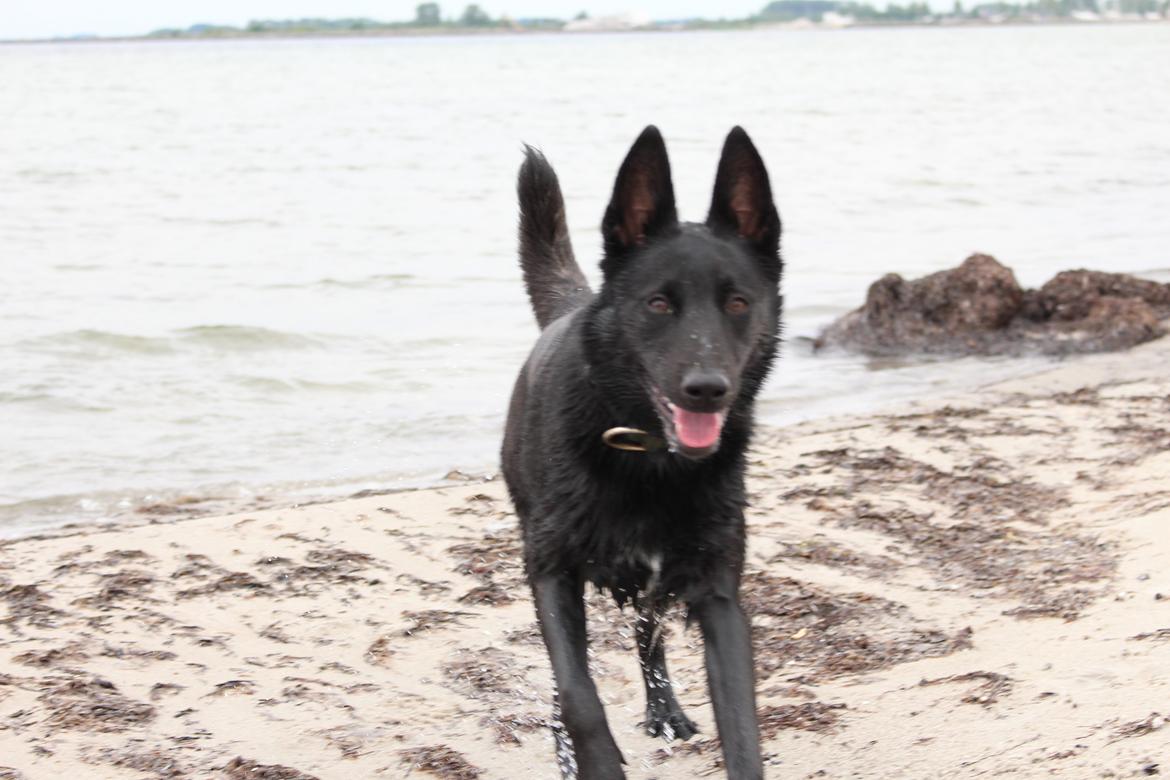 Hollandsk hyrdehund Billie Jean av Goldbite billede 2